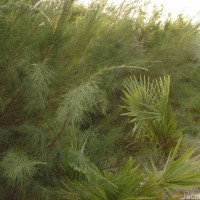 Casuarina equisetifolia L.